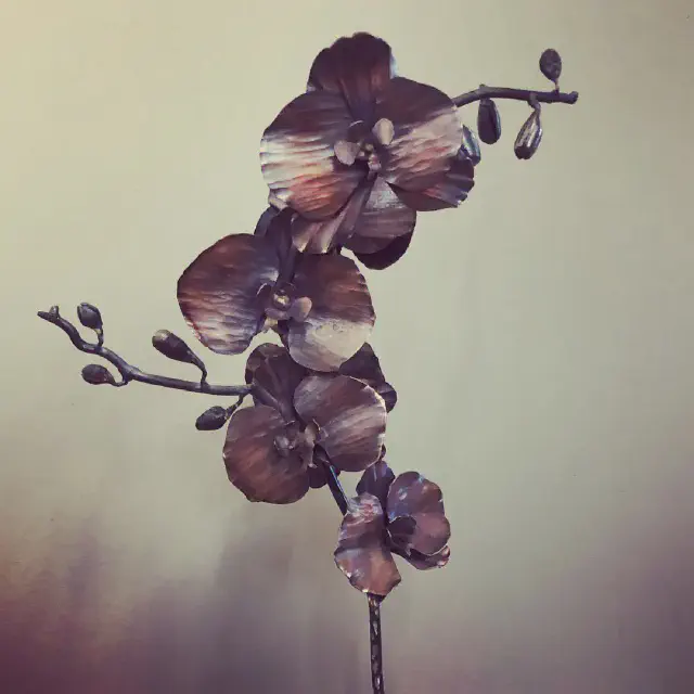 Orchids-1.jpg